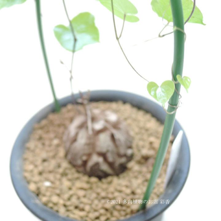 亀甲竜 Dioscorea elephantipes｜succulent-saika｜05