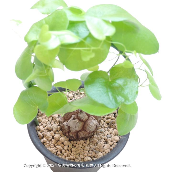 亀甲竜 Dioscorea elephantipes : 多肉植物のお店 彩香 Yahoo!店