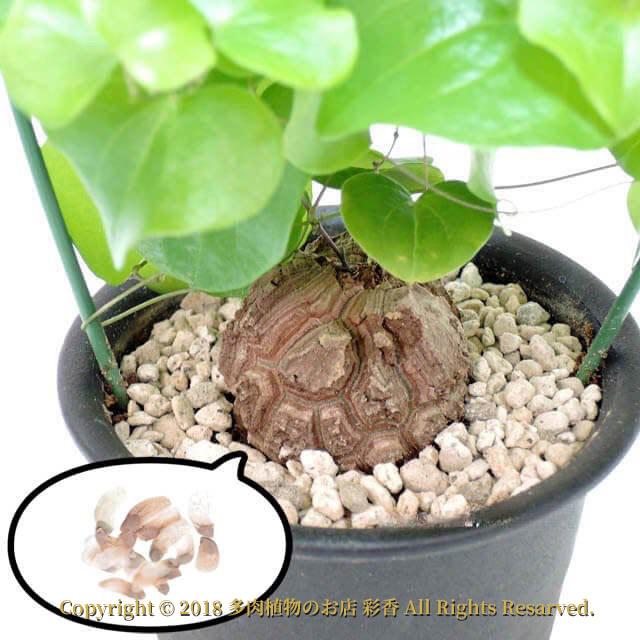 種子 ディオスコレア・エレファンティペス 亀甲竜 : 多肉植物のお店