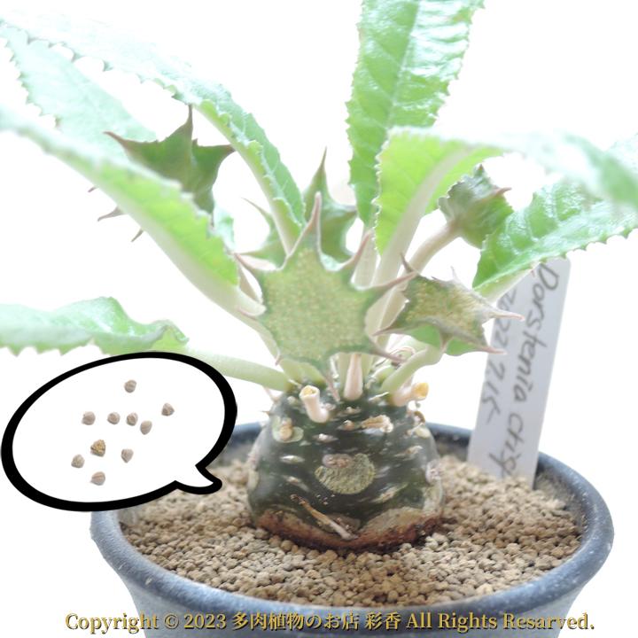 種子 ドルステニア クリスパ : 多肉植物のお店 彩香 Yahoo!店 - 通販