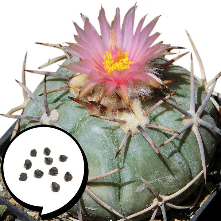 太平丸 種子 サボテン 太平丸 : 多肉植物のお店 彩香 Yahoo!店 - 通販 - Yahoo