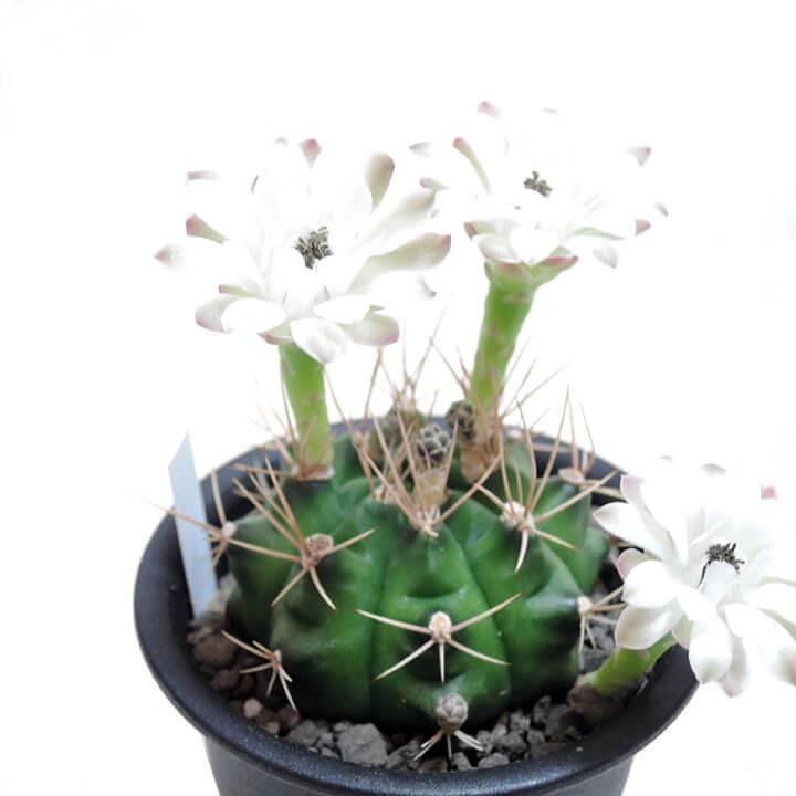 サボテン 翠晃冠 Gymnocalycium Anisitsii 多肉植物のお店 彩香 Yahoo 店 通販 Yahoo ショッピング
