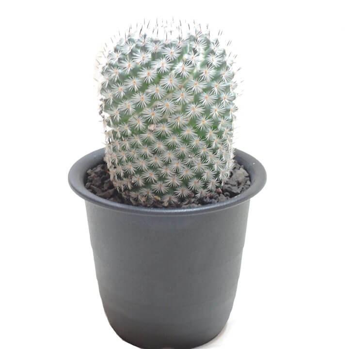 サボテン 内裏玉 Mammillaria Dealbata 多肉植物のお店 彩香 Yahoo 店 通販 Yahoo ショッピング