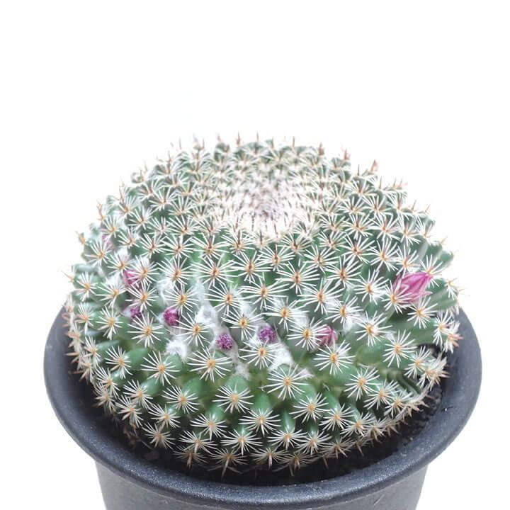 サボテン 大福丸 Mammillaria Perbella 多肉植物のお店 彩香 Yahoo 店 通販 Yahoo ショッピング