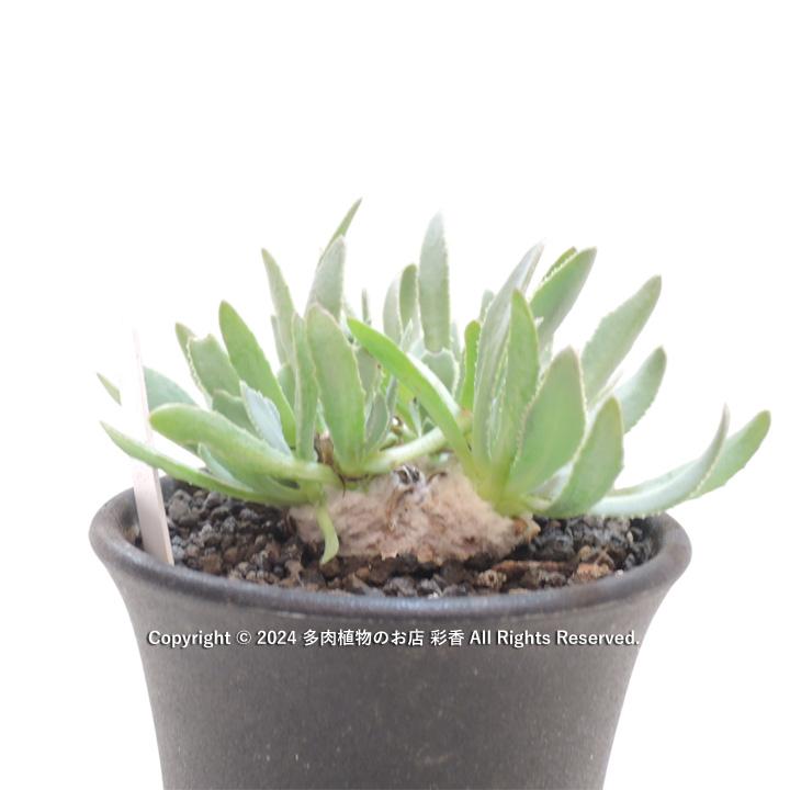 オトンナ　レトロルサ オトンナ レトロルサ : 多肉植物のお店 彩香 Yahoo!店 - 通販 - Yahoo