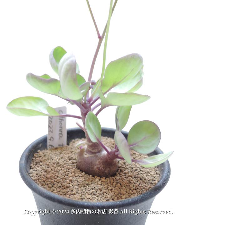 オトンナ トリプリネルビア : 多肉植物のお店 彩香 Yahoo!店 - 通販