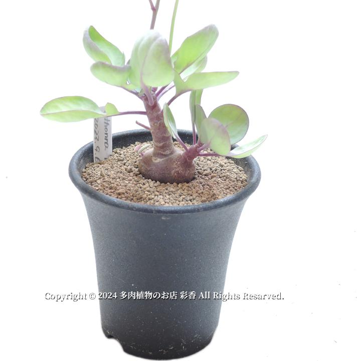オトンナ トリプリネルビア : 多肉植物のお店 彩香 Yahoo!店 - 通販