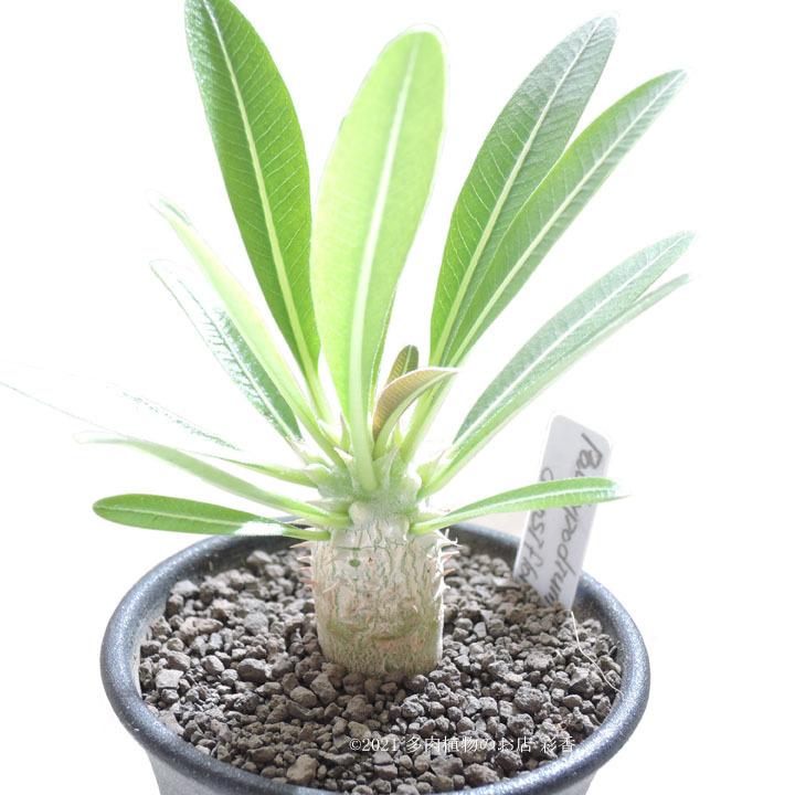 パキポディウム デンシフローラム シバ女王の玉櫛 P Densiflorum 多肉植物のお店 彩香 Yahoo 店 通販 Yahoo ショッピング