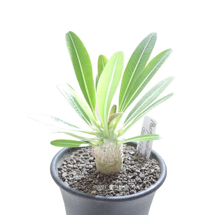 パキポディウム デンシフローラム シバ女王の玉櫛 : 多肉植物のお店