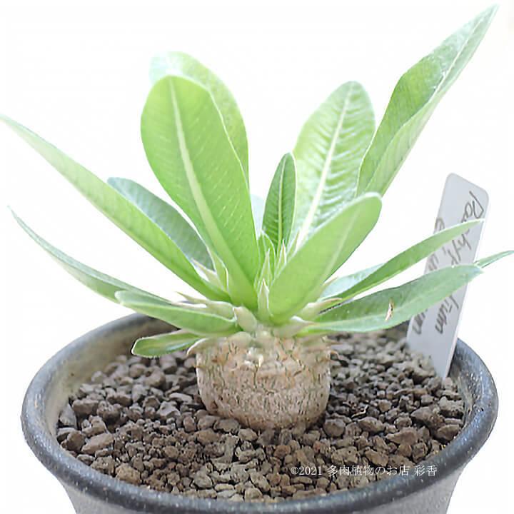 パキポディウム エブレネウム : 多肉植物のお店 彩香 Yahoo!店 - 通販