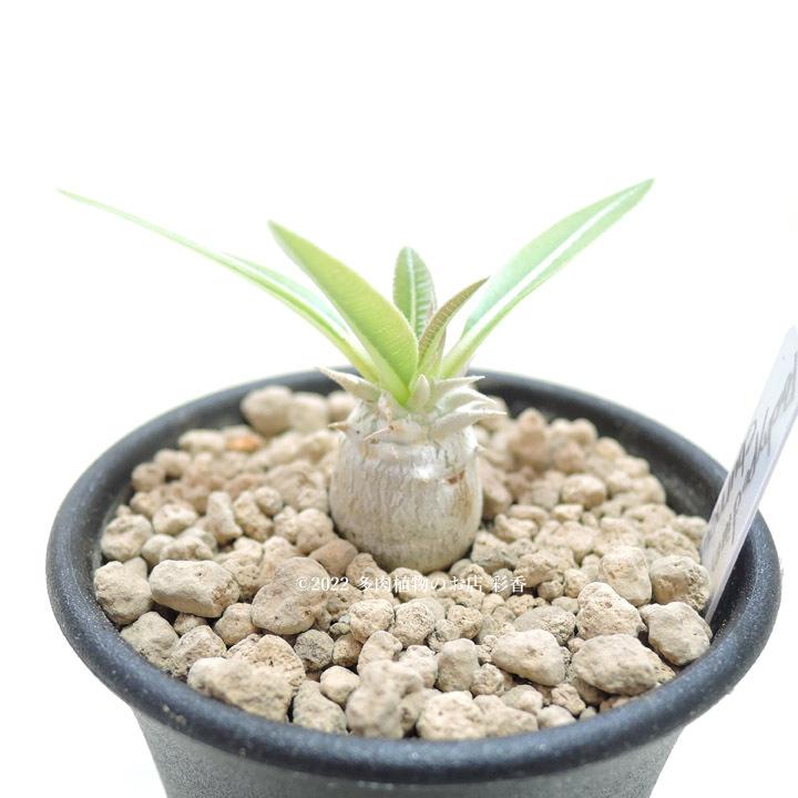 パキポディウム エブレネウム : 多肉植物のお店 彩香 Yahoo!店 - 通販