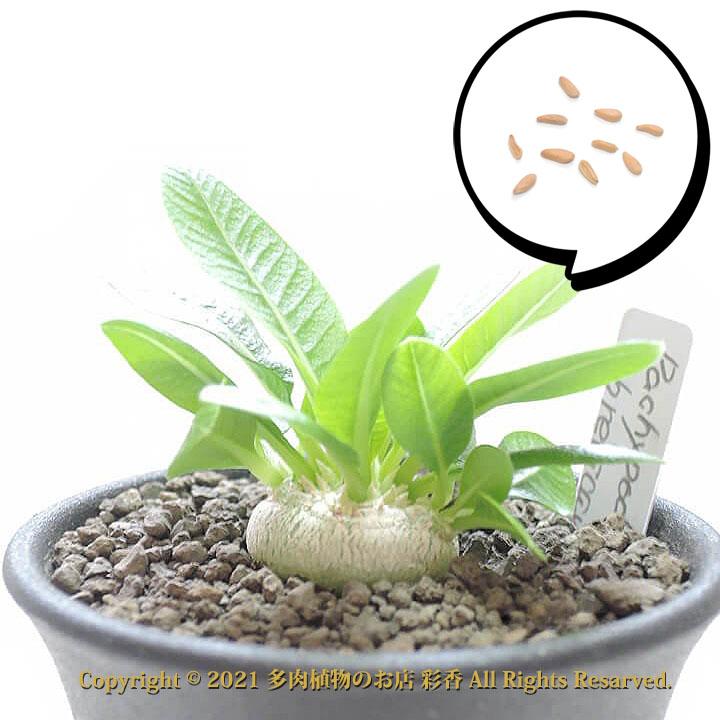 2026年1月】グラキリス 実生のおすすめ人気ランキング - Yahoo