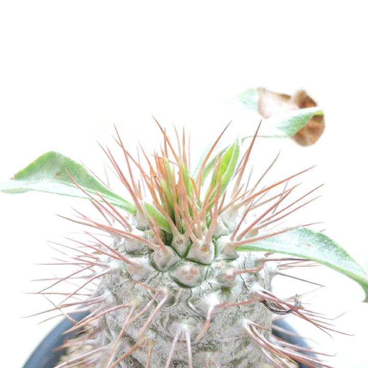 パキポディウム ナマクアナム 光堂