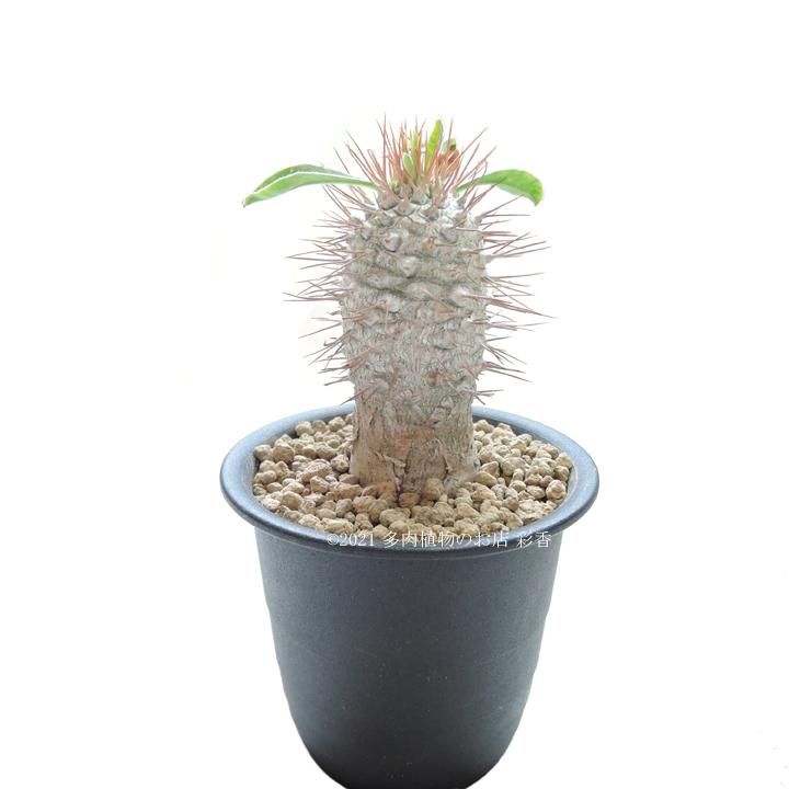 パキポディウム ナマクアナム 光堂 光堂 Pachypodium namaquanum
