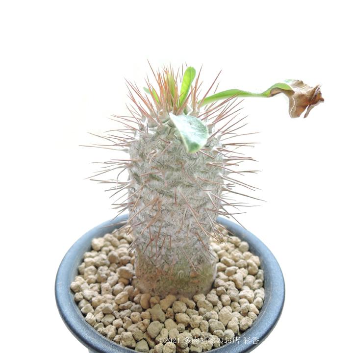 パキポディウム ナマクアナム 光堂 光堂 Pachypodium namaquanum
