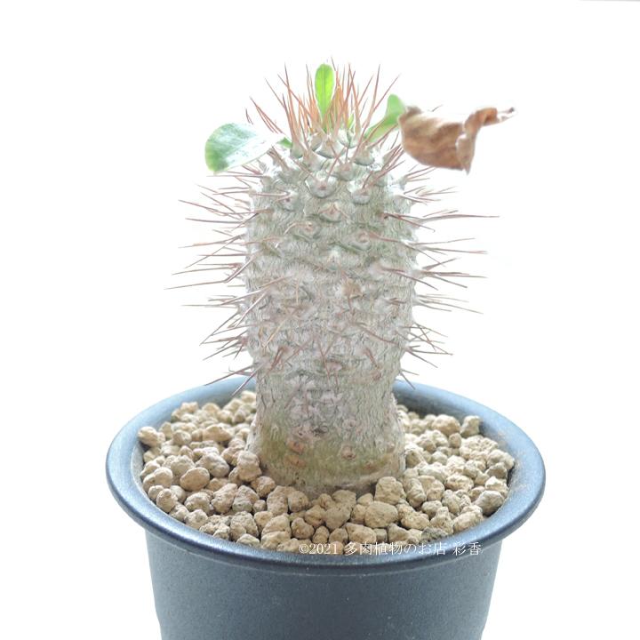 パキポディウム ナマクアナム 光堂 光堂 Pachypodium namaquanum