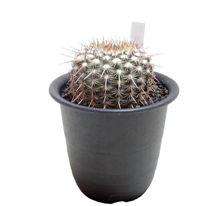 サボテン 紅冠丸 Parodia Rutilans 多肉植物のお店 彩香 Yahoo 店 通販 Yahoo ショッピング