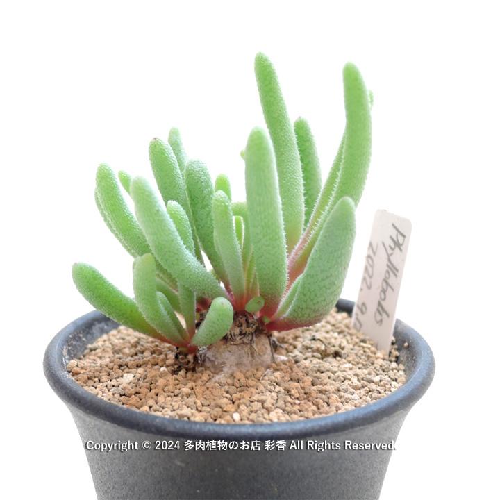 フィロボルス　テヌイフロルス　鉢ごと フィロボルス テヌイフロルス 鉢ごと