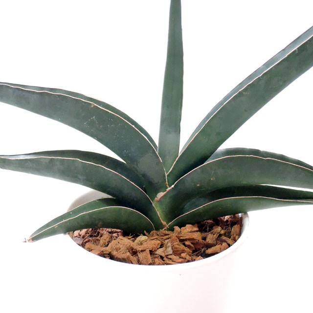 サンスベリア ロブスタ ブルー Sansevieria Robusta Blue 多肉植物のお店 彩香 Yahoo 店 通販 Yahoo ショッピング