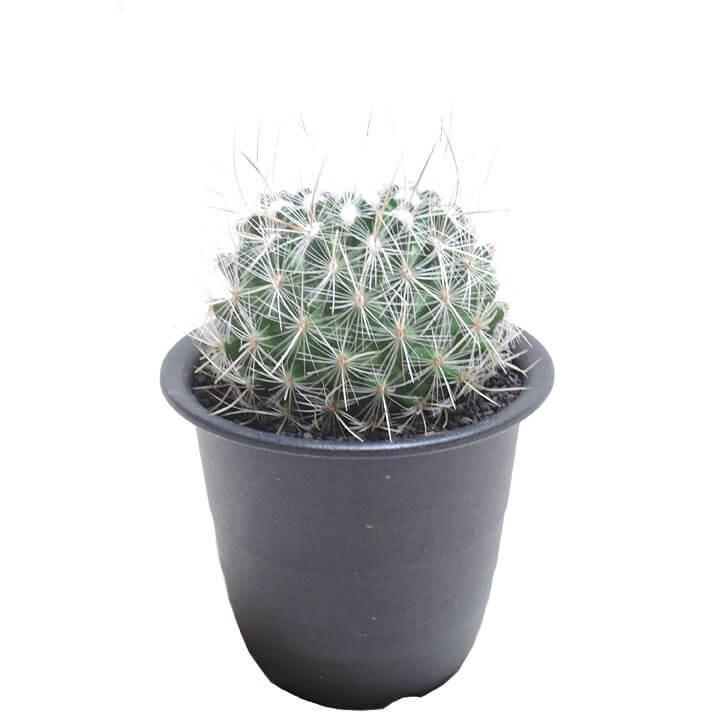 サボテン 大白丸 Tephrocactus Macdowellii 多肉植物のお店 彩香 Yahoo 店 通販 Yahoo ショッピング