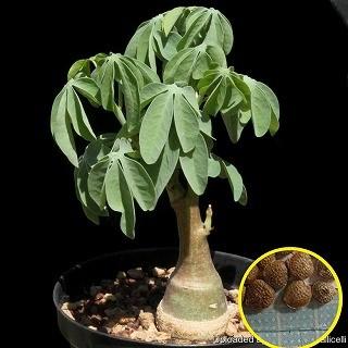 アデニア　グラウカ　Adenia glauca 幻蝶かずら アデニア グラウカ 幻蝶かずら | GREEN LUCK