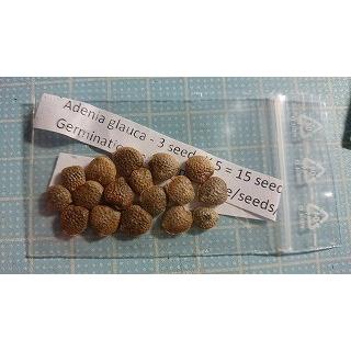 【お知らせページ】アデニアグラウカ　種子 種子/高難度] アデニア グラウカ Adenia glaucaの商品情報