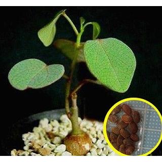 種子10粒 アデニア・イサロエンシス(Adenia isaloensis) : 多肉