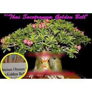 アデニウム ソコトラナム ゴールデン ベル Adenium Socotranum Golden Bell の種子 Cdx Anm Adenium Socotranum Golden Bell 多肉植物ワールド 通販 Yahoo ショッピング