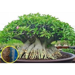 アデニウム タイソコトラナム Adenium Thai Socotranum の種子 Cdx Anm Adenium Thai Socotranum 多肉植物ワールド 通販 Yahoo ショッピング