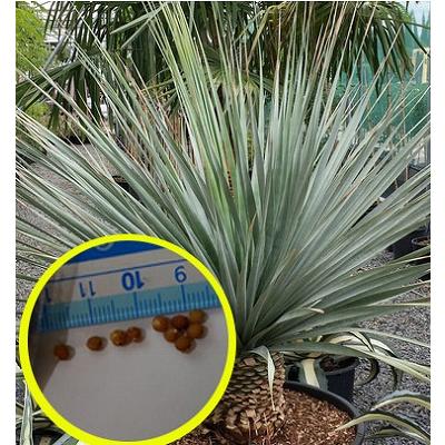 種子12粒 ノリナ・ネルソニー(Nolina nelsonii) : 多肉植物