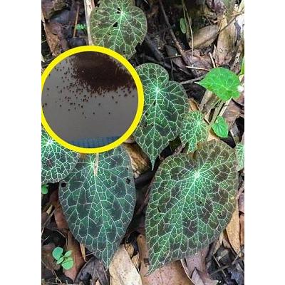 原種　ワイルド　極美　ベゴニア　フルグラータ　Begonia パルダリウム 原種 ワイルド 極美 ベゴニア フルグラータ Begonia