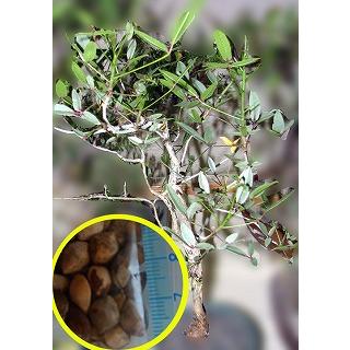 アズテキウム 種子2粒コミフォラプラニフロンス アズテキウム様専用 種子2粒コミフォラプラニフロンス