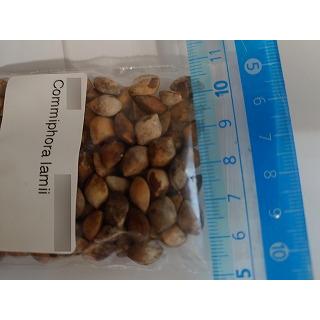 コミフォラ・ラミー(Commiphora lamii)の種子 : 多肉植物ワールド