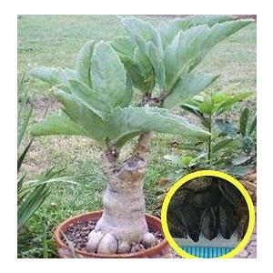 キフォステンマ　ユッタエ ユッタエ A2887☆キフォステンマ 塊根植物 コーデックス 多肉