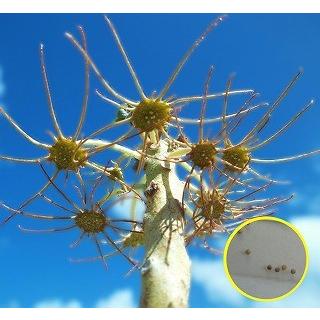 tomo.51　ドルステニア　ジプソフィラ　50粒 ドルステニア ジプソフィラ Dorstenia gypsofila 20170808 | SPG