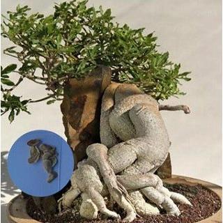 フォッケア エデュリス 火星人 Fockea edulis 抜き苗 フォッケア・エドュリス 火星人 Fockea edulis - HANS 多肉植物