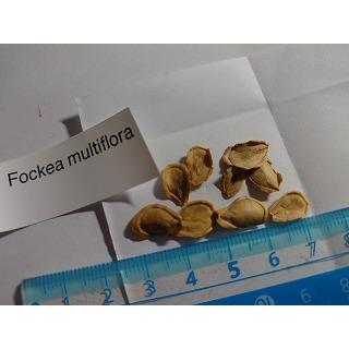 【現品】フォッケア・ムルチフローラ　Fockea multiflora　9号３G 現品】フォッケア・ムルチフローラ Fockea multiflora 9号3G