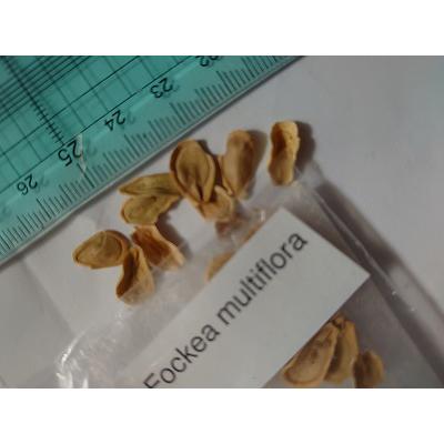 種子7粒 フォッケア・ムルチフローラ(Fockea multiflora) : 多肉 種子7粒 フォッケア・ムルチフローラ(Fockea multiflora) : 多肉