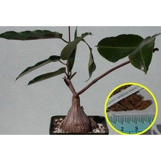 ペトペンチア・ナタレンシス(petopentia natalensis fockea)の種子｜succulent