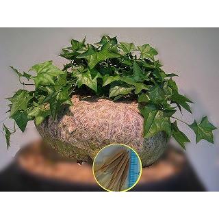 【美形ボコ肌　ゲラルダンサス　マクロリザス】盆栽風 美形ボコ肌 ゲラルダンサス マクロリザス】盆栽風