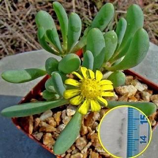 種子10粒 オトンナ・クラビフォリア(othonna clavifolia) : 多肉