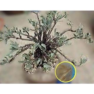 オトンナ・マクロスペルマ(Othonna Macrosperma)の種子 : 多肉植物