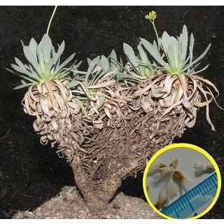 オトンナ・ レトロルサ(Othonna retrorsa)の種子 : 多肉植物ワールド