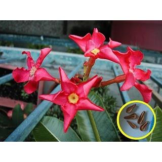 パキポディウム・バロニー（Pachypodium baronii）の種子 : 多肉