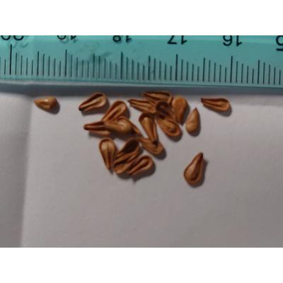 パキポディウム・バロニー（Pachypodium baronii）の種子 : 多肉