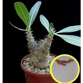 種子20粒 パキポディウム ホロンベンセ(Pachypodium Horombense