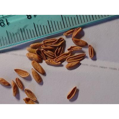 クマクマ様向け】パキポディウム エブレネウム自宅採種 種子 100