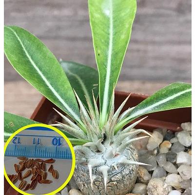 種子10粒 パキポディウム エニグマチカム(Pachypodium