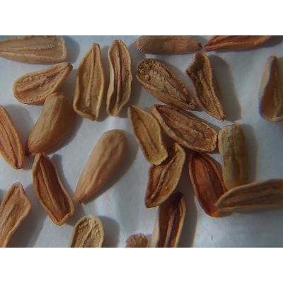 【10粒】パキポディウム レアリー 種子 種 種子】パキポディウム・レアリー 5s Pachypodium lealii