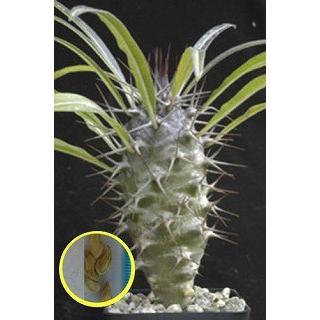 種子10粒 パキポディウム・ミケア(PACHYPODIUM MIKEA) : 多肉